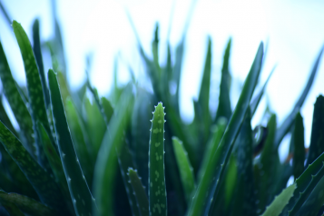 Aloe Vera plant